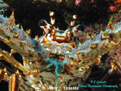 Close-Up Lobster at V.J.Levels Dive Site in Parguera Area... by Victor J. Lasanta 